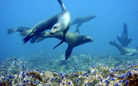 Sea Lions