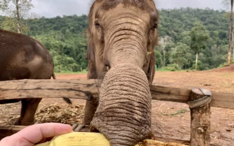 Chiang Mai Elephant