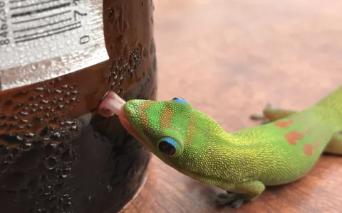 Hawaii Gecko